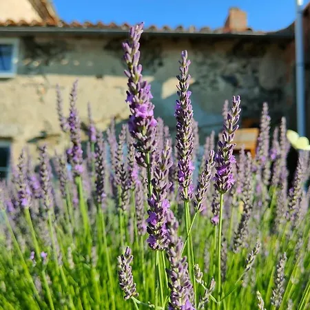 Lavender Chanteloup (Deux-Sevres)